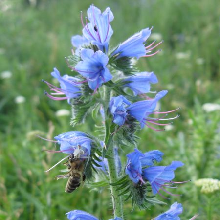 Echium vulgare